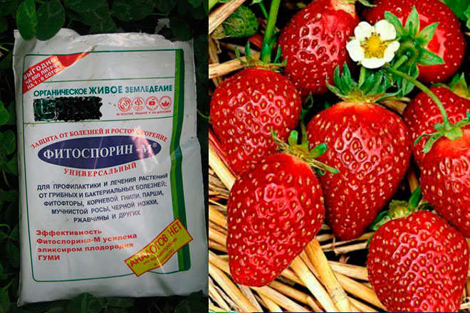Фитоспорин для защиты винограда