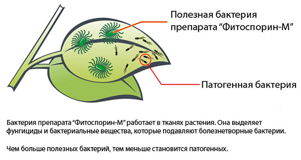 Фитоспорин – безопасная биологическая защита томатов от болезней