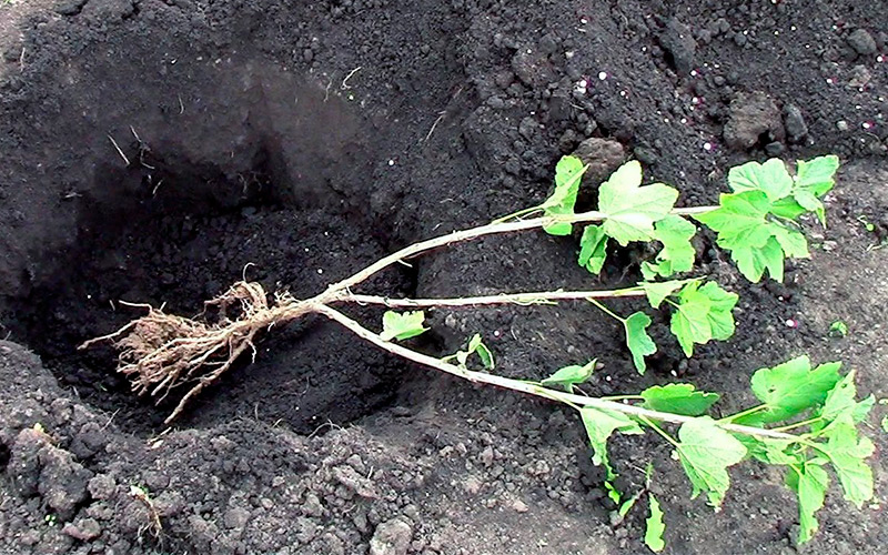 Описание и лечение распространенных болезней черной и красной смородины