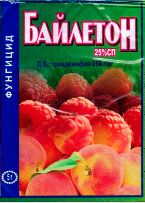 Описание и лечение распространенных болезней черной и красной смородины