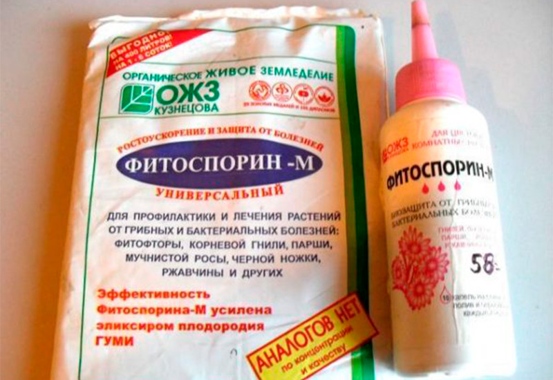 Почему у перцев желтеют листья: чем подкормить и как лечить