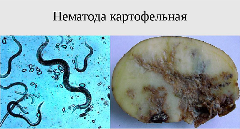 Какие насекомые поедают клубни и листья картошки и меры борьбы с ними