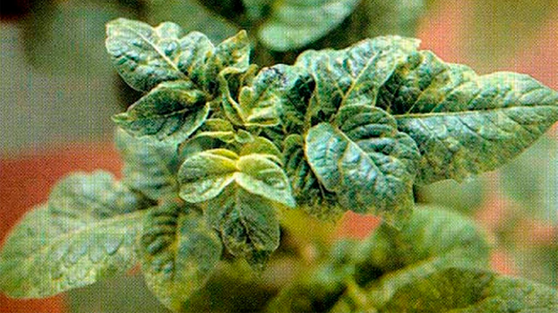 Заболевания картофеля и борьба с ними