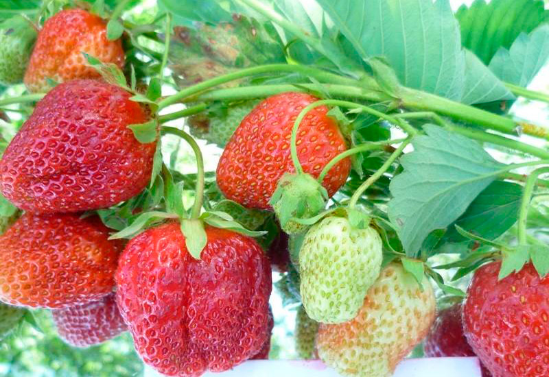 Какие сорта садовой земляники самые сладкие и вкусные