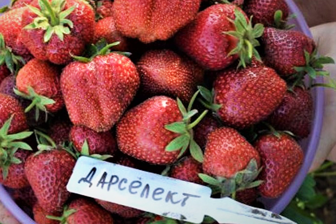 Земляника садовая Деройял – королева клубничной грядки
