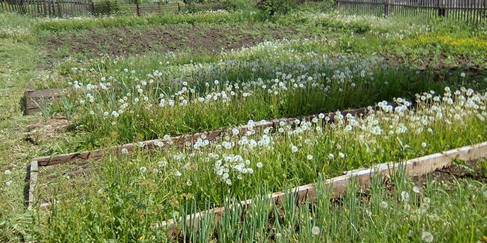 Борьба с сорняками на огороде по современному — Совусадьба